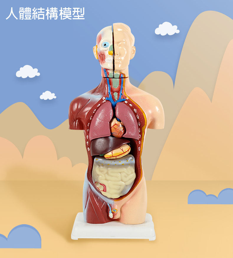 人體結構模型 45cm 生物科學實驗