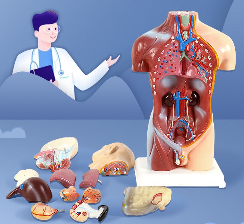 人體結構模型 45cm 生物科學實驗