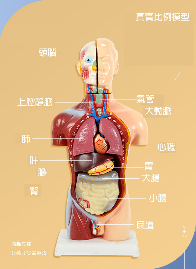 人體結構模型 45cm 生物科學實驗